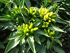 211 Longwood Gardens [2008 August 23]